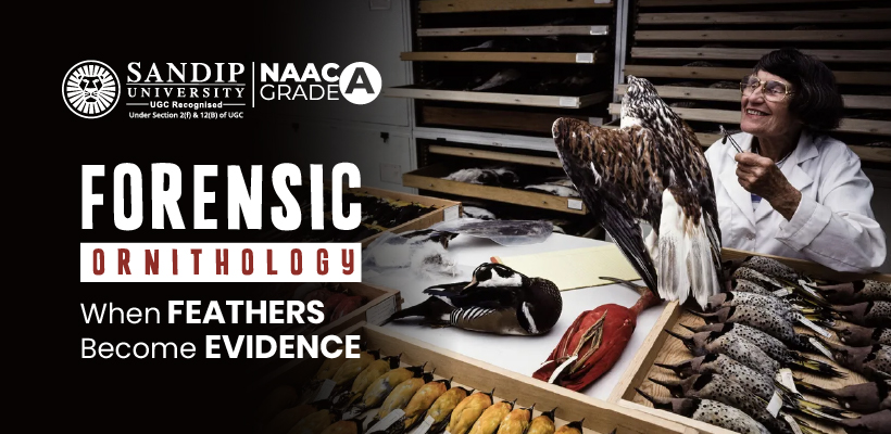 forensic ornithology feather analysis under microscope