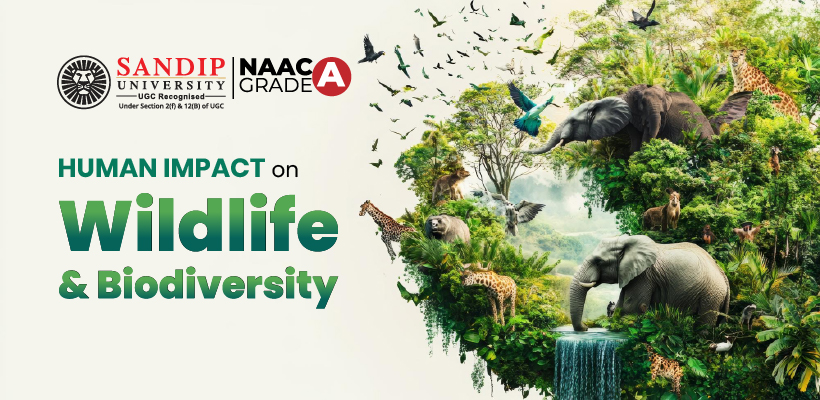 Human Impact on Wildlife and Biodiversity